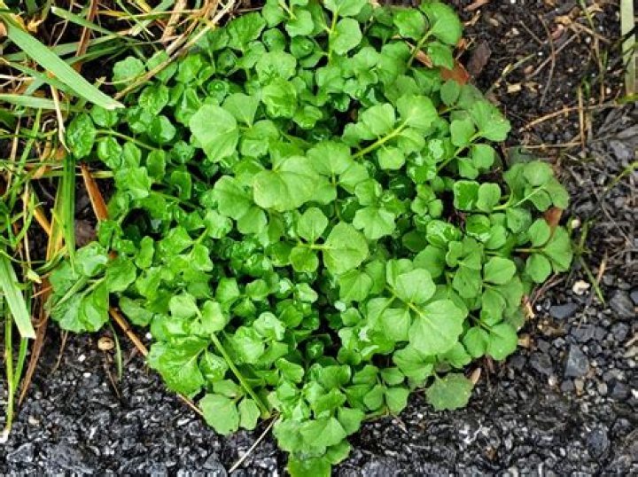 What weeds does Asulox kill