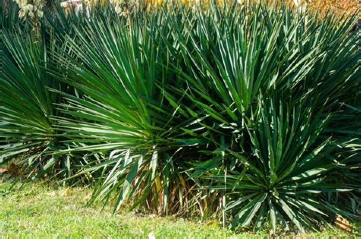 What will kill a yucca plant