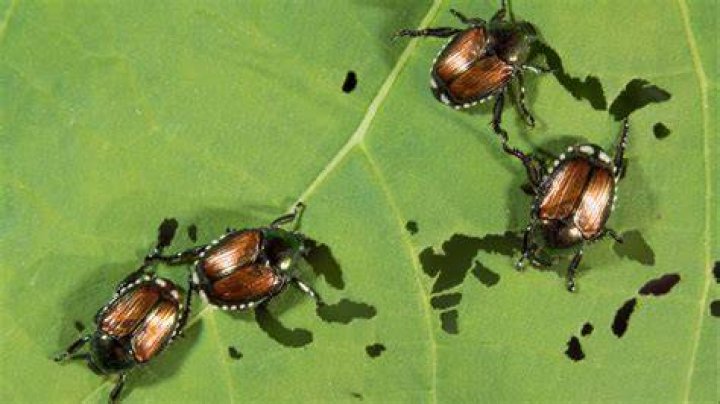 What will kill click beetle