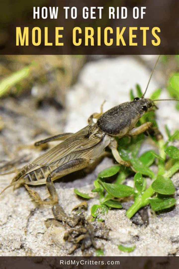 What will kill mole crickets