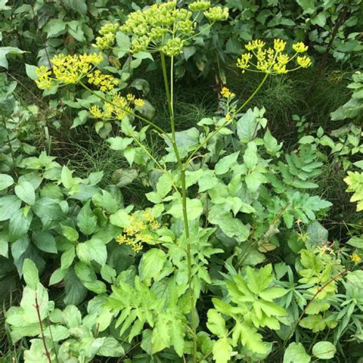 What will kill wild parsnip