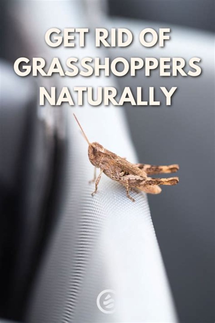 What will repel grasshoppers