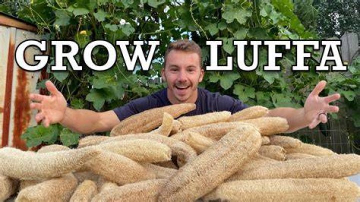 What zone does luffa grow in