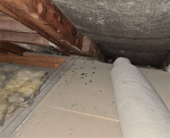 Whats scratching in my loft