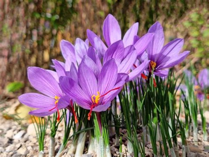 When can I cut crocus leaves