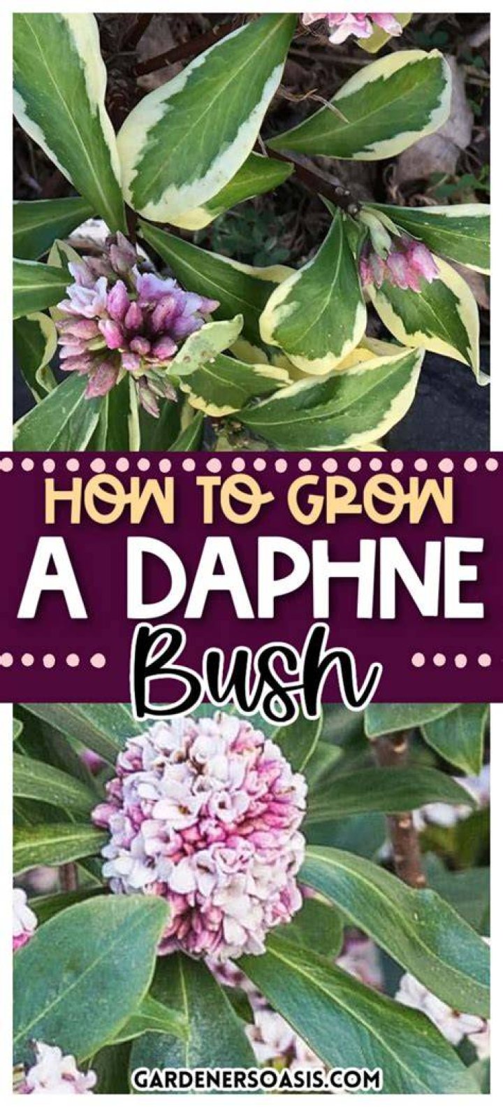 When can I transplant daphne