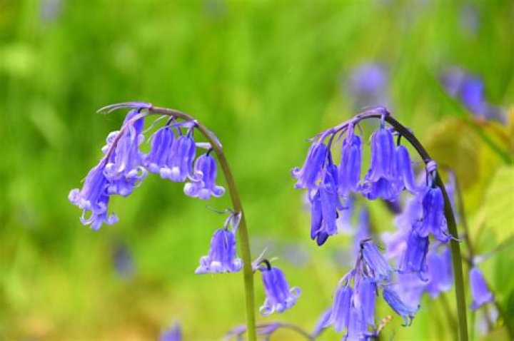 When can you move bluebells