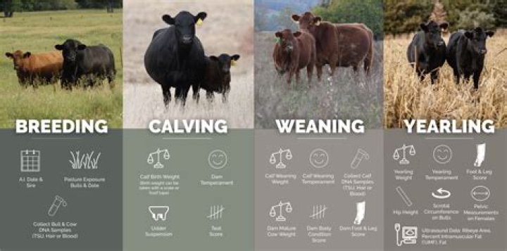 When should a calf be weaned