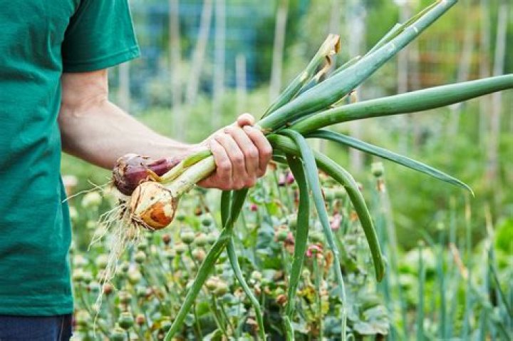 When should Allium be pruned