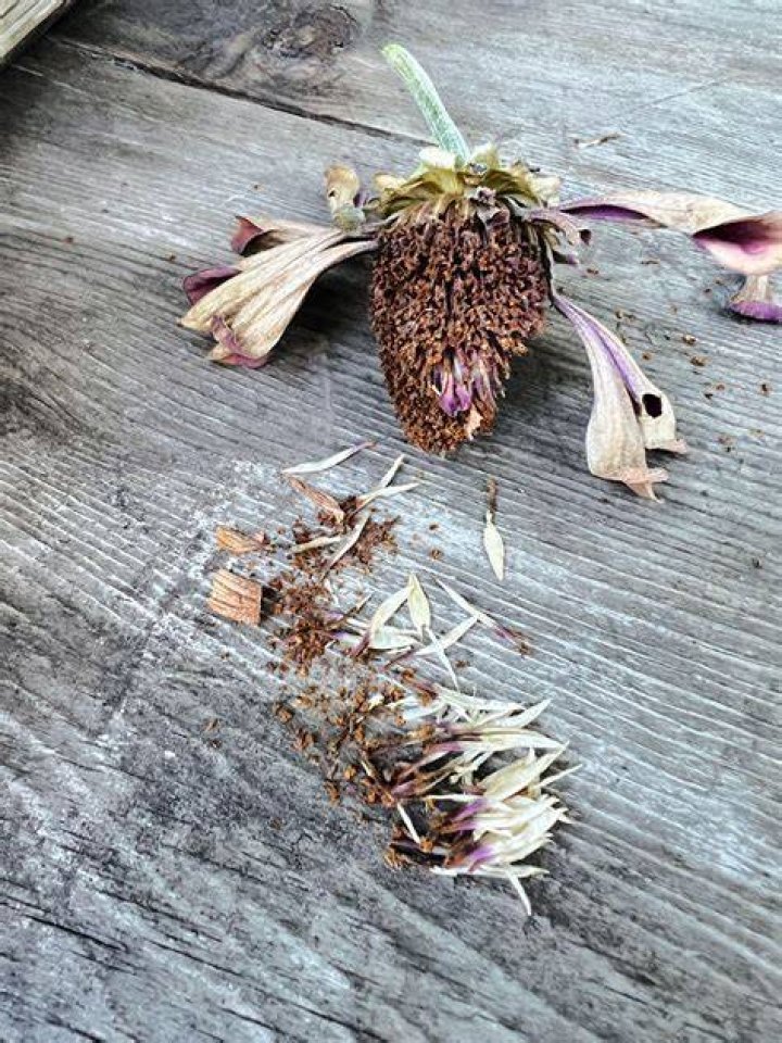 When should I collect seeds