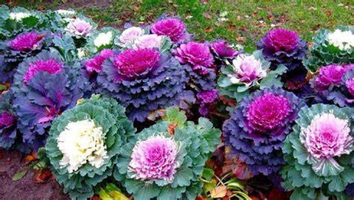When should I plant fall cabbage