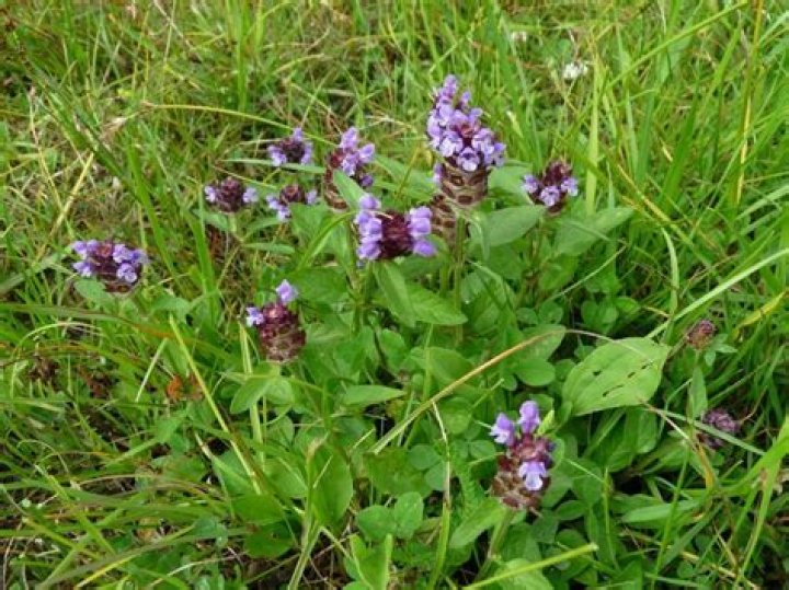 When should I plant Prunella
