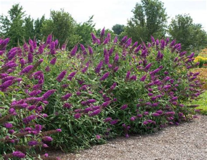 When should I prune buddleja