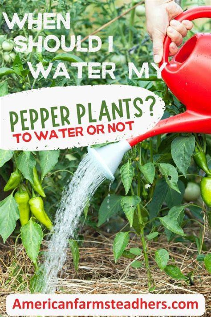 When should I water my trees