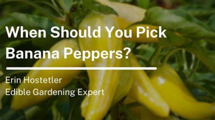 When should you pick bananas