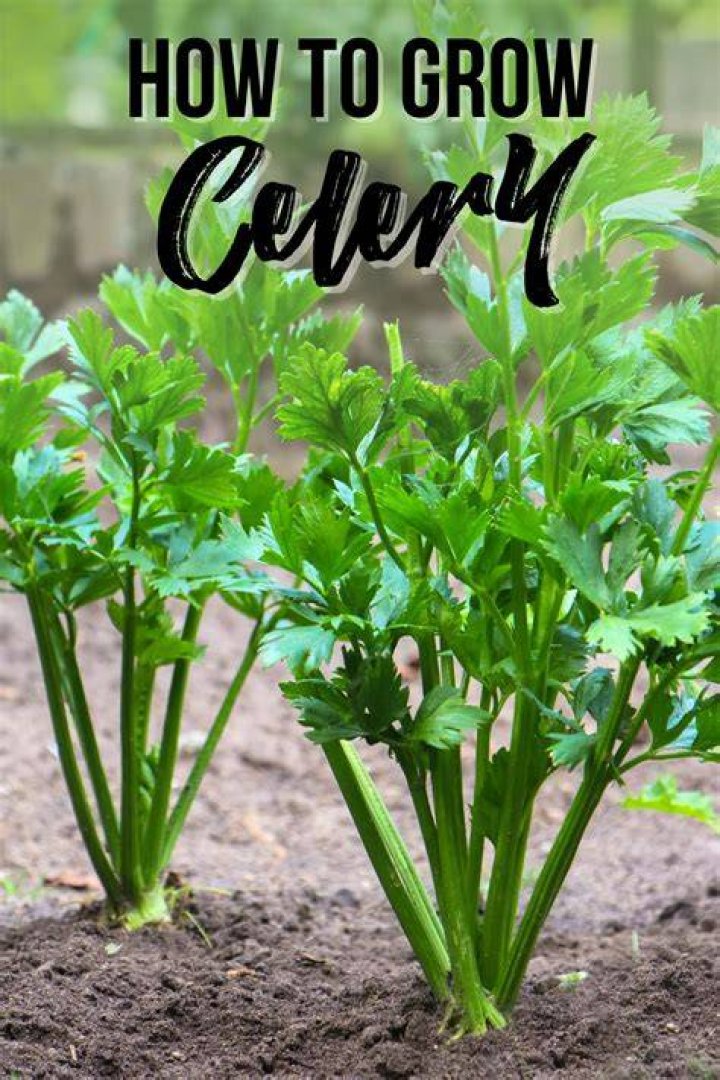 When should you plant celery