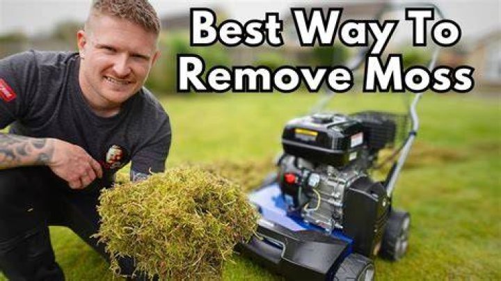 When should you rake up moss