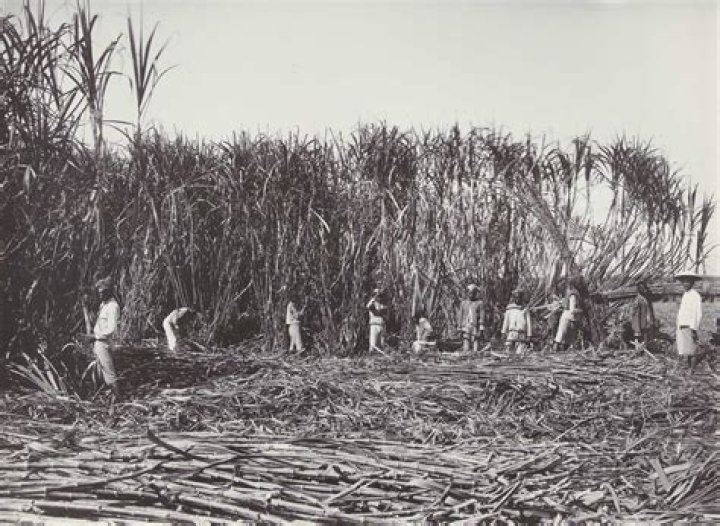 When was sugarcane invented