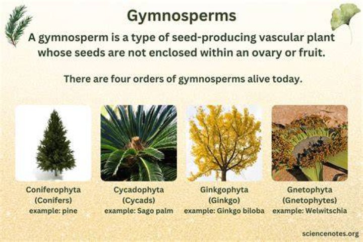 When were gymnosperms found