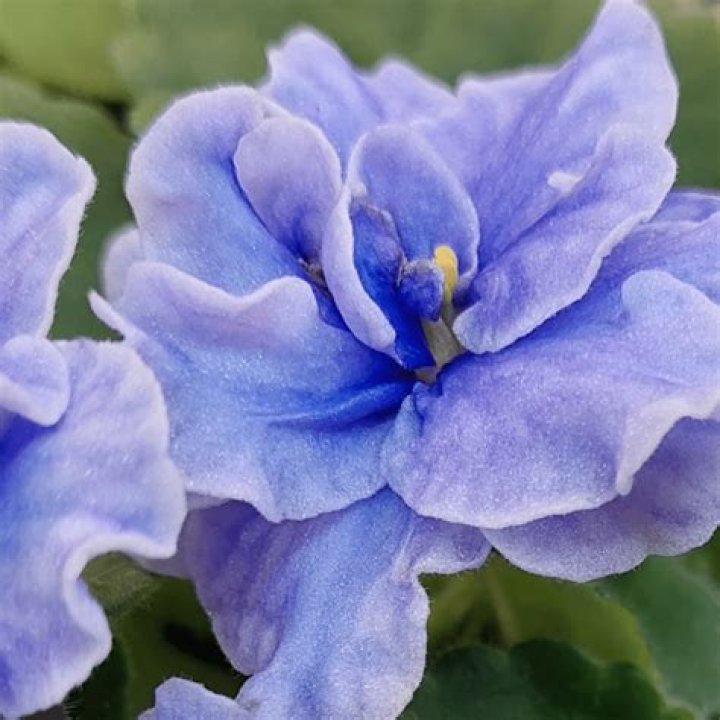 Where are blue violets found