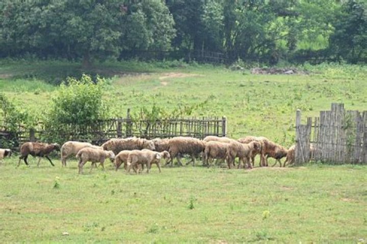 Where are farm animals kept