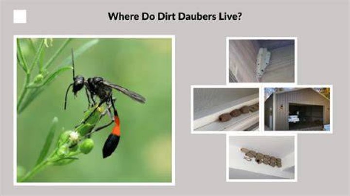 Where are mud daubers found