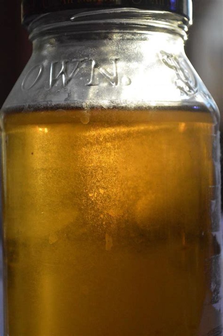 Where are vinegar eels found