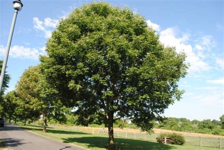Where are white ash trees found