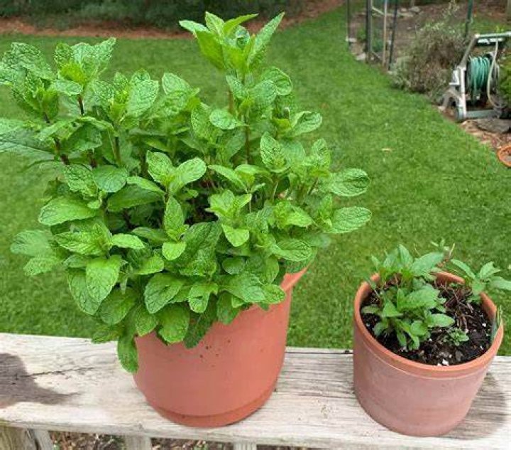 Where can I find mint plants
