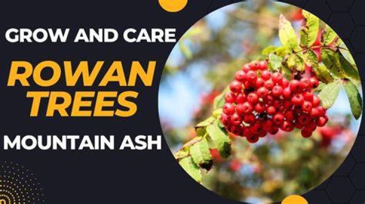 Where can I find Rowan trees