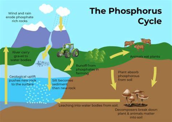 Where can you get phosphorus