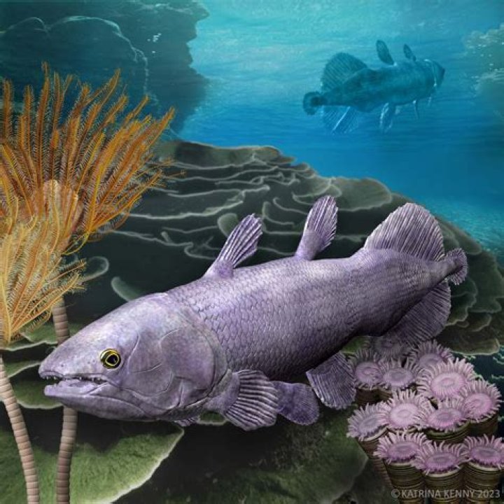 Where did fishes evolve from