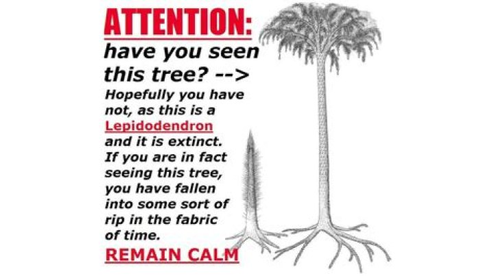 Where did Lepidodendron live