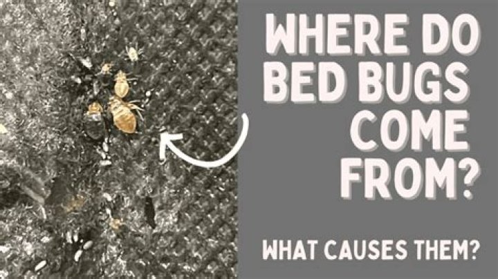 Where do Bess bugs come from