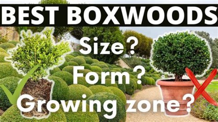 Where do boxwoods grow best
