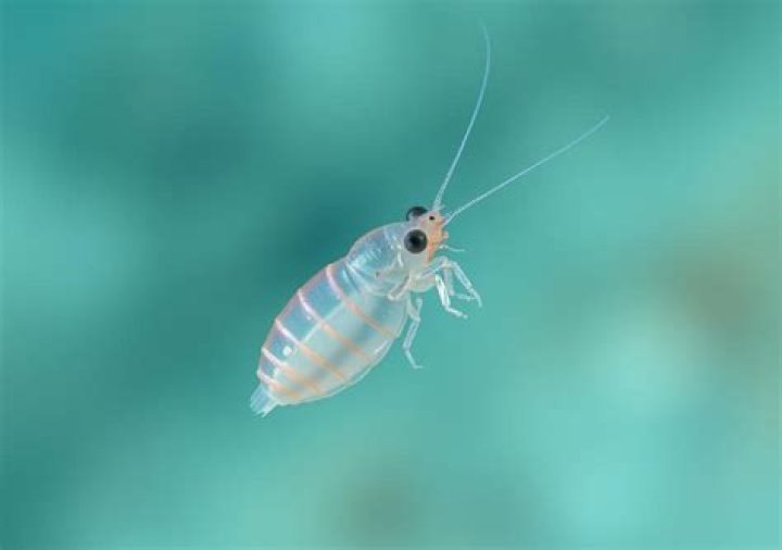 Where do copepods come from