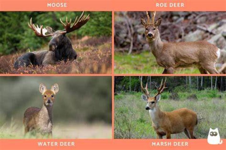 Where do deer live naturally