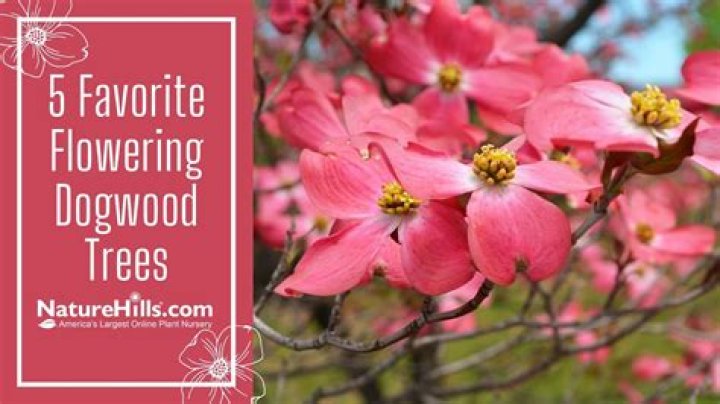 Where do dogwood trees live