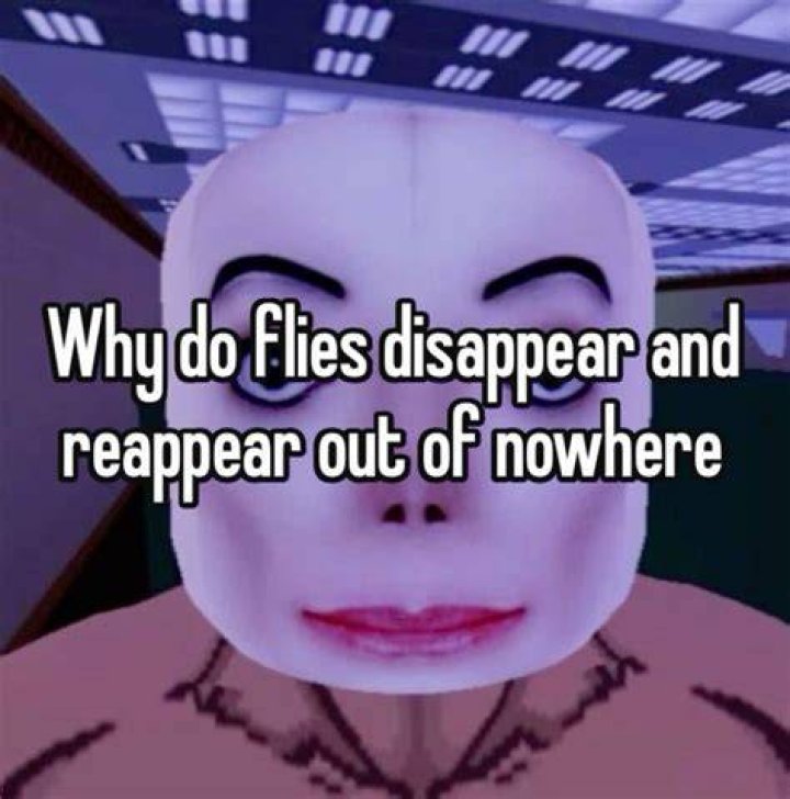 Where do flies disappear to
