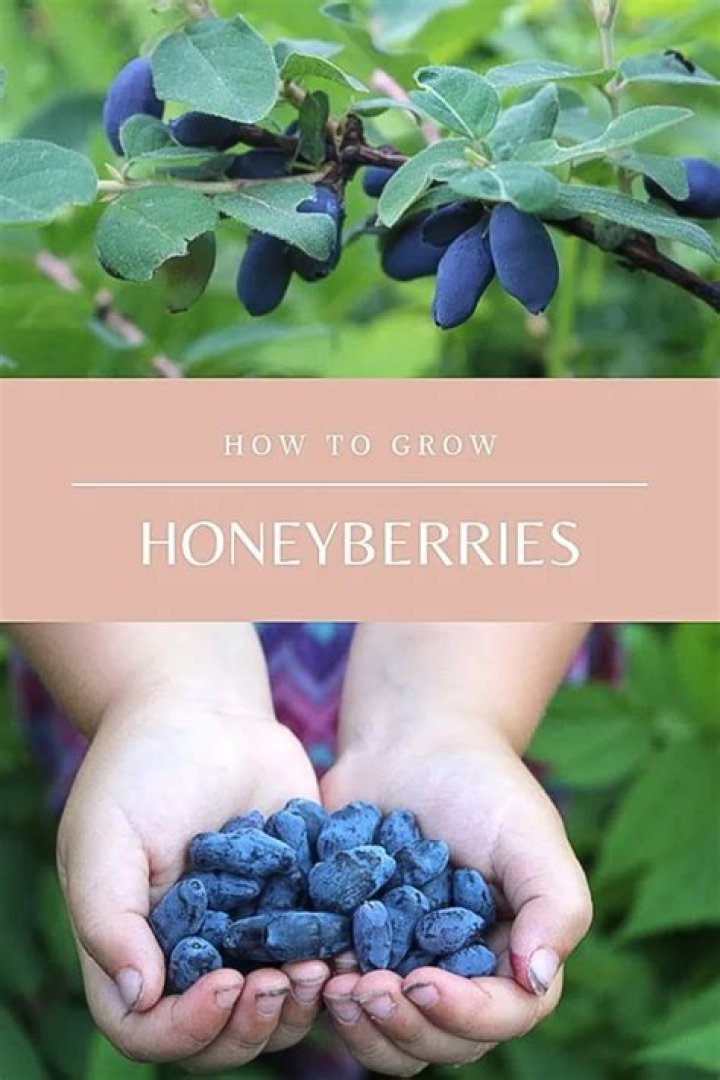 Where do Haskap berries grow