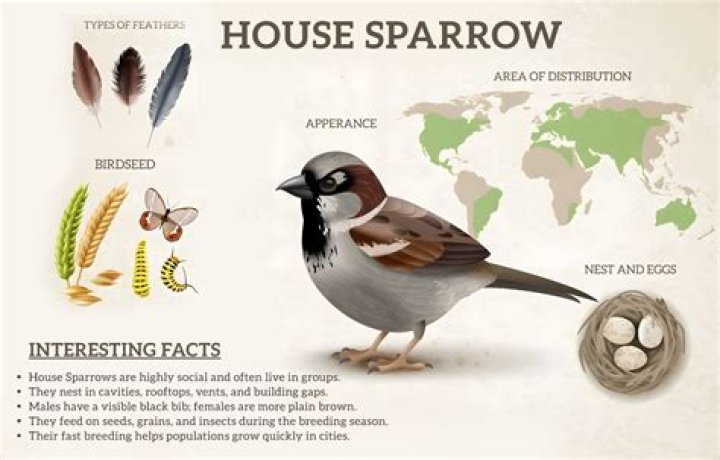 Where do house sparrows nest