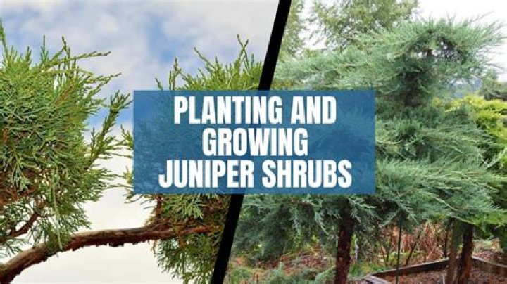 Where do junipers grow best