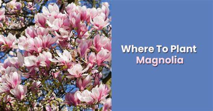 Where do magnolia trees grow