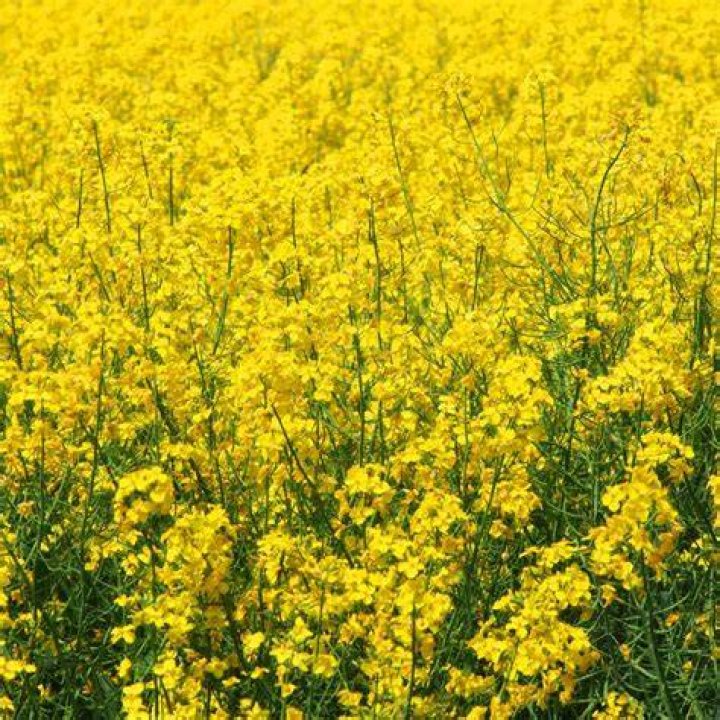 Where do mustard plants grow