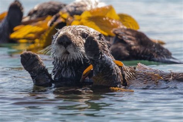 Where do otters like to live