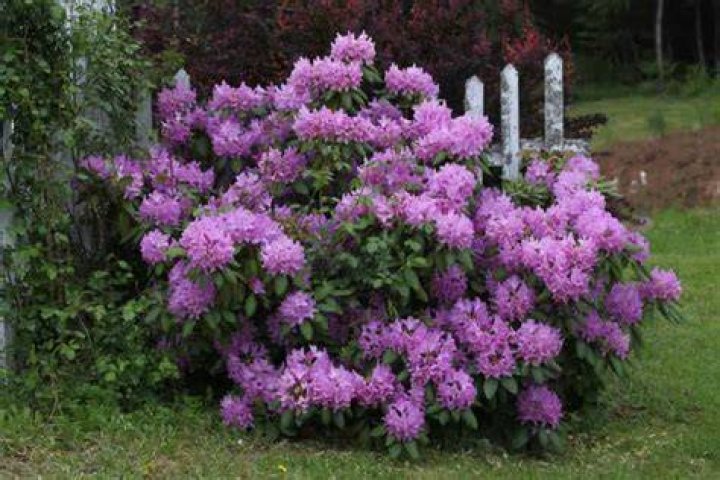 Where do rhododendrons grow