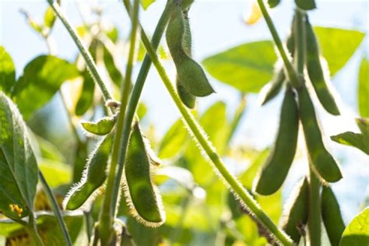 Where do soybeans grow best