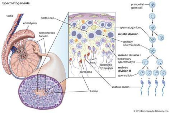Where do sperm become motile