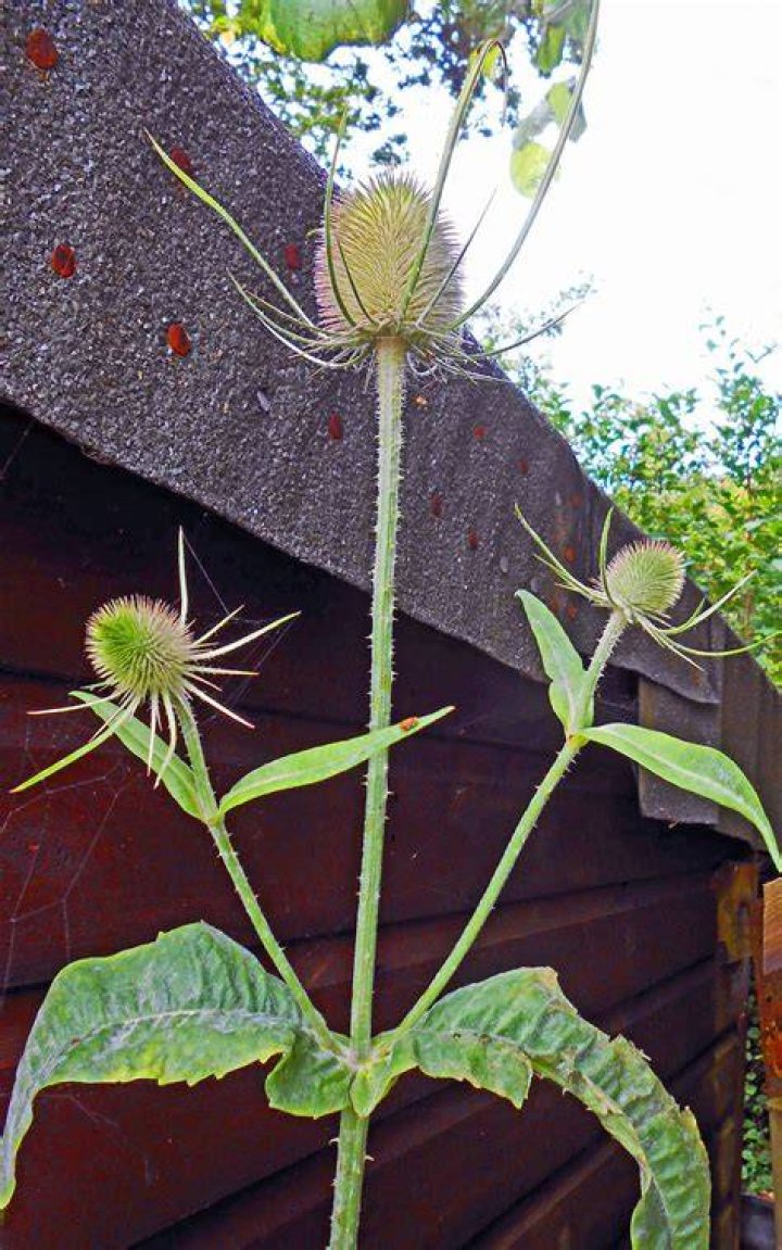 Where do teasel plants grow