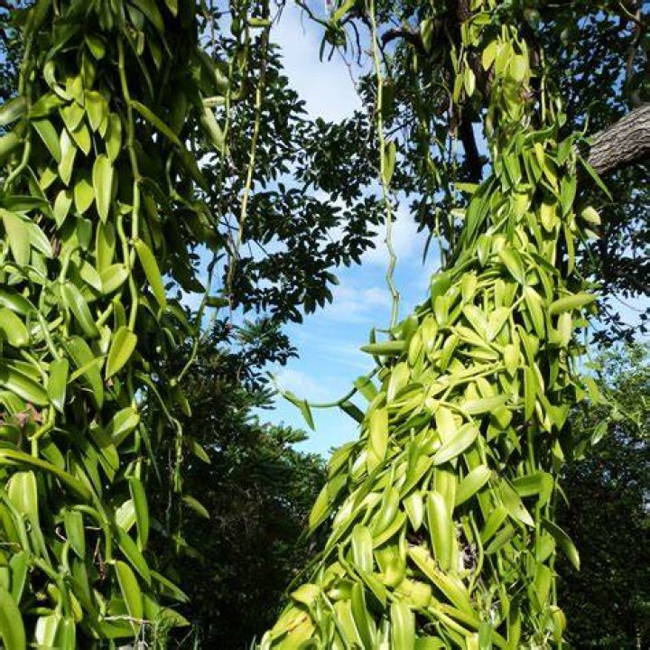 Where do vanilla plants grow